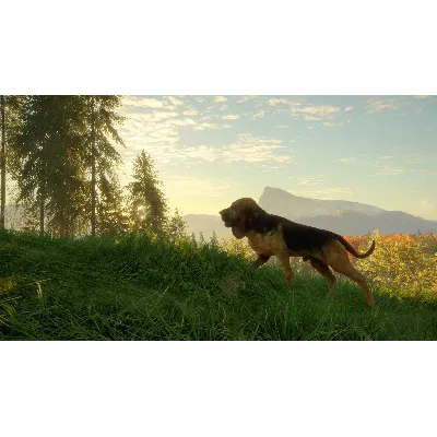THEHUNTER: CALL OF THE WILD - BLOODHOUND XBOX КЛЮЧ - irongamers.ru