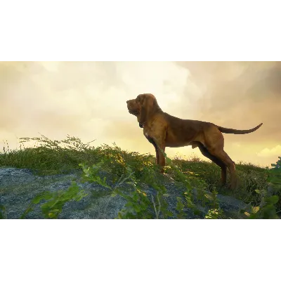 THEHUNTER: CALL OF THE WILD - BLOODHOUND XBOX КЛЮЧ - irongamers.ru