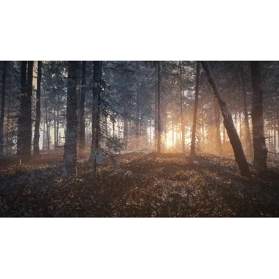 theHunter: Call of the Wild Medved-Taiga⭐Steam\Key⭐+ - irongamers.ru