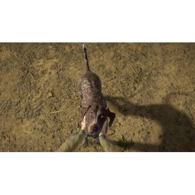 THEHUNTER: CALL OF THE WILD - GERMAN SHORTHAIRED XBOX - irongamers.ru