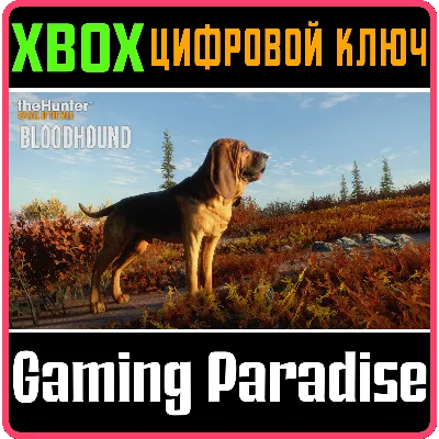 THEHUNTER: CALL OF THE WILD - BLOODHOUND XBOX КЛЮЧ - irongamers.ru
