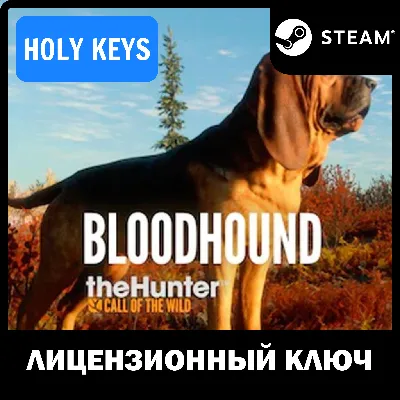 theHunter Call of the Wild - Bloodhound Steam Ключ+ - irongamers.ru