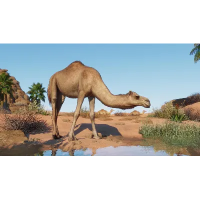Planet Zoo: Arid Animal Pack Steam Ключ РФ+Мир +Бонус - irongamers.ru