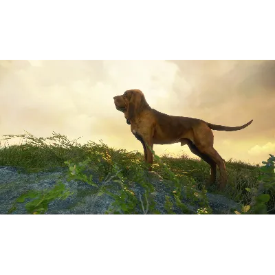 theHunter Call of the Wild Bloodhound Steam Ключ РФ+Мир - irongamers.ru