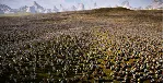 Ultimate Epic Battle Simulator 2 STEAM Россия - irongamers.ru