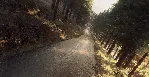 DiRT Rally 2.0 - Colin McRae: FLAT OUT Pack DLC STEAM