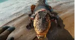 Far Cry 6 + Far Cry New Dawn /XBOX ONE, Series X|S - irongamers.ru