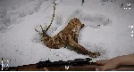 Short Snow | Короткий Снег 💎 АВТОДОСТАВКА STEAM GLOBAL МГНОВЕННО ЛИЦЕНЗИЯ
