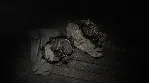 Hunt: Showdown 1896 - Собиратель Трофеев XBOX - irongamers.ru