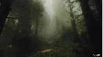 ✅ ❤ ️THE OCCULTIST❤ ️XBOX SERIES X|S🔑 КЛЮЧ✅ 