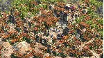 AGE OF EMPIRES II: DEFINITIVE EDITION XBOX ONE|XS+PC WIN КЛЮЧ - irongamers.ru