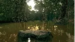 Ultimate Fishing Simulator - Amazon River DLC EU Steam КЛЮЧ - irongamers.ru