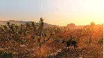 Red Dead Redemption + ВЫБОР РЕГИОНА STEAM