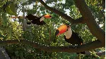 PLANET ZOO 2 XBOX|XS+PC WIN КЛЮЧ - irongamers.ru