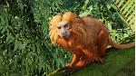PLANET ZOO 2: DELUXE EDITION XBOX|XS+PC WIN ПРЕДЗАКАЗ С БОНУСАМИ - irongamers.ru