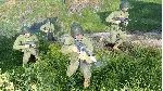Enlisted - Ultimate US Starter Bundle DLC XBOX One / Xbox Series X|S КЛЮЧ - irongamers.ru