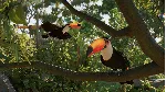 Planet Zoo 2 - STEAM GIFT RU/KZ/UA/BY