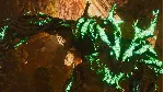 ARK: SURVIVAL ASCENDED XBOX|XS+PC WIN КЛЮЧ - irongamers.ru