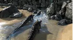 ARK Survival Evolved - STEAM account / Region Free game - irongamers.ru