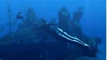 Tomb Raider: Underworld (STEAM КЛЮЧ) РОССИЯ + МИР - irongamers.ru