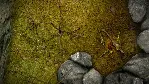 DinoSystem STEAM KEY REGION FREE GLOBAL+РОССИЯ