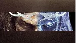 Middle-earth Shadow of War Definitive Edition XBOX ONE - irongamers.ru