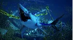 Maneater XBOX / WINDOWS [ Игровой Ключ 🔑 Код ]