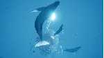ABZU XBOX ONE / XBOX SERIES X|S [ Игровой Ключ 🔑 Код ]