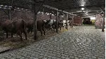Farmer's Dynasty XBOX ONE / XBOX SERIES X|S [ Ключ 🔑 ]