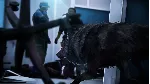 Werewolf: The Apocalypse - Earthblood Champion XBOX ONE