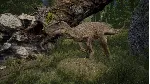 The Isle - STEAM ОНЛАЙН (Region Free) - irongamers.ru