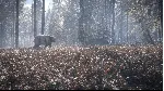 theHunter™: Call of the Wild - Medved-Taiga XBOX Код 🔑 