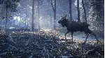 theHunter™: Call of the Wild - Medved-Taiga XBOX Код 🔑 