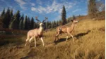 theHunter: Call of the Wild STEAM КЛЮЧ РФ+МИР / РУССКИЙ ЯЗЫК
