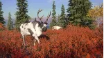 theHunt­er™: Call of the Wild - Yukon Valley XBOX Код - irongamers.ru