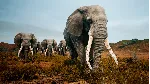 Animalia Survival АВТОДОСТАВКА STEAM GLOBAL МГНОВЕННО ЛИЦЕНЗИЯ - irongamers.ru