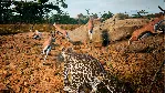 Animalia Survival АВТОДОСТАВКА STEAM GLOBAL МГНОВЕННО ЛИЦЕНЗИЯ - irongamers.ru