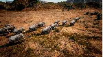 Animalia Survival АВТОДОСТАВКА STEAM GLOBAL МГНОВЕННО ЛИЦЕНЗИЯ - irongamers.ru