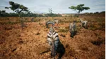 Animalia Survival АВТОДОСТАВКА STEAM GLOBAL МГНОВЕННО ЛИЦЕНЗИЯ - irongamers.ru