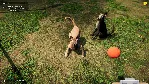 Animal Shelter * RU/KZ/СНГ/TR/AR * STEAM 🚀 АВТО