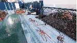 Fishing: Barents Sea - King Crab DLC STEAM GIFT РОССИЯ - irongamers.ru