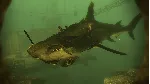 Depth - Legendary Hammerhead Skin DLC STEAM GIFT RU - irongamers.ru