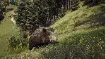 Way of the Hunter + ОБНОВЛЕНИЯ И DLS / STEAM АККАУНТ