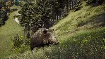 Way of the Hunter. STEAM-ключ (RU+СНГ)