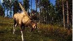 WAY OF THE HUNTER XBOX|XS КЛЮЧ - irongamers.ru