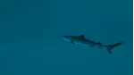 Ultimate Fishing Simulator 2 АВТОДОСТАВКА STEAM GLOBAL МГНОВЕННО ЛИЦЕНЗИЯ - irongamers.ru