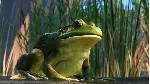💳 Planet Zoo: North America Animal Pack Steam Ключ