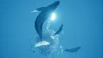 ✅ ABZU Xbox One & Xbox Series X|S активация