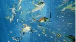 ✅ ABZU Xbox One & Xbox Series X|S активация