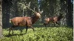 ✅ theHunter: Call of the Wild Xbox One|X|S активация